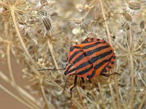 Graphosoma lineatum