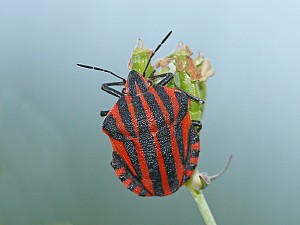 Graphosoma lineatum