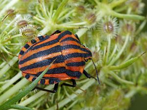 Graphosoma lineatum