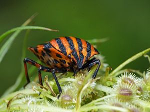 Graphosoma lineatum