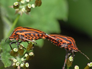 Graphosoma lineatum Kopula