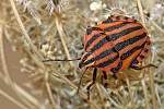 Graphosoma lineatum