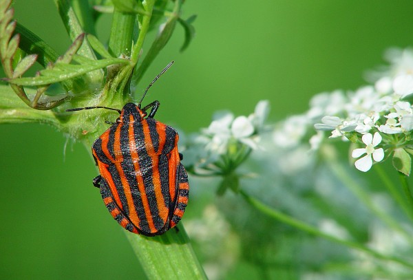 Graphosoma lineatum