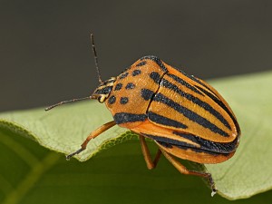 Graphosoma semipunctatum