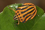 Graphosoma semipunctatum