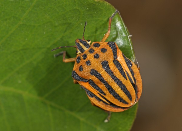 Graphosoma semipunctatum