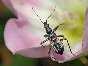 Myrmecoris gracilis