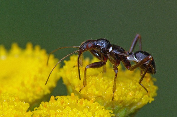 Myrmecoris gracilis