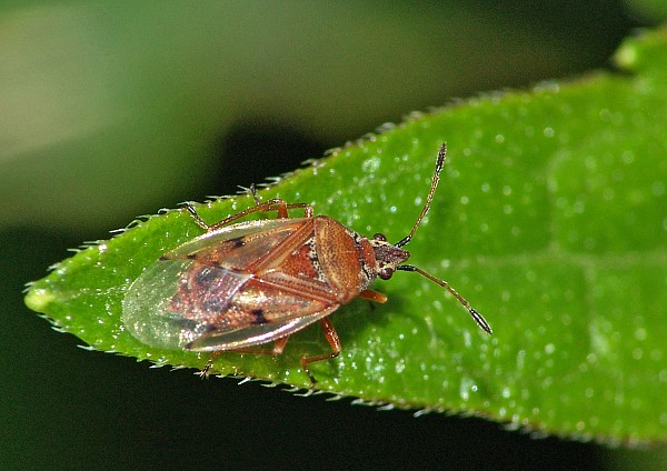 Kleidocerys resedae