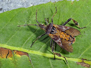 Leptoglossus occidentalis