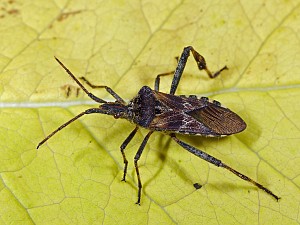 Leptoglossus occidentalis