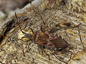 Leptoglossus occidentalis