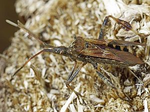 Leptoglossus occidentalis