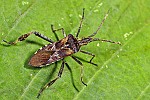 Leptoglossus occidentalis