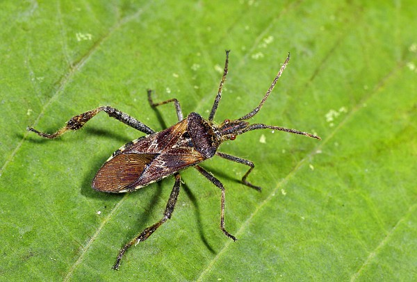 Leptoglossus occidentalis