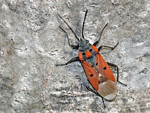 Lygaeus creticus