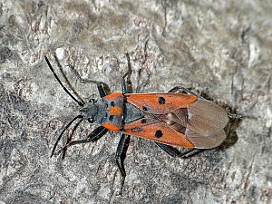 Lygaeus creticus