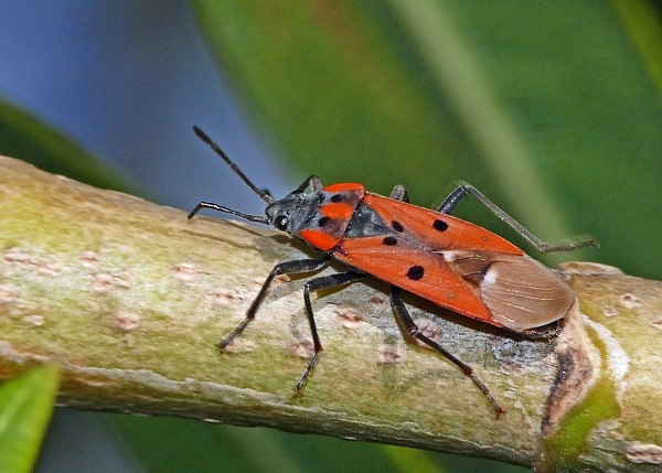 Lygaeus creticus