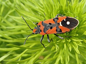 Lygaeus equestris