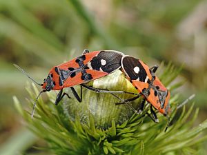 Lygaeus equestris Kopula