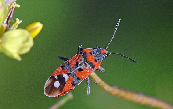 Lygaeus equestris