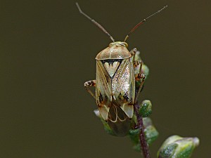 Lygus gemellatus