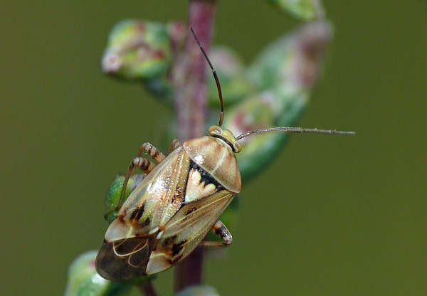 Lygus gemellatus