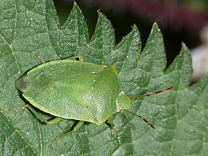 Nezara viridula