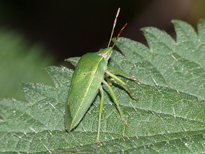 Nezara viridula