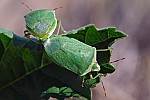 Nezara viridula