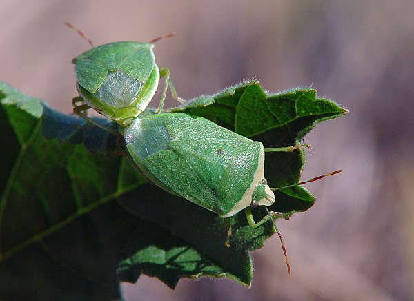 Nezara viridula