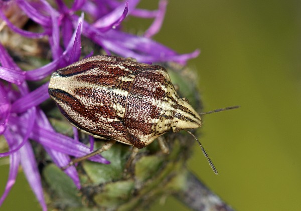 Odontotarsus purpureolineatus