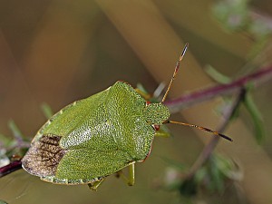 Palomena prasina