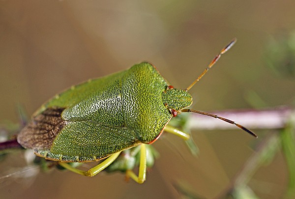 Palomena prasina