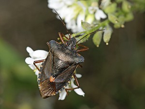 Pentatoma rufipes