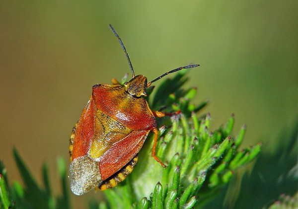 Pentatoma rufipes