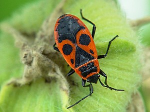 Phyrrhocoris apterus Larve