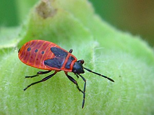 Phyrrhocoris apterus Larve