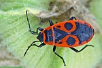 Phyrrhocoris apterus