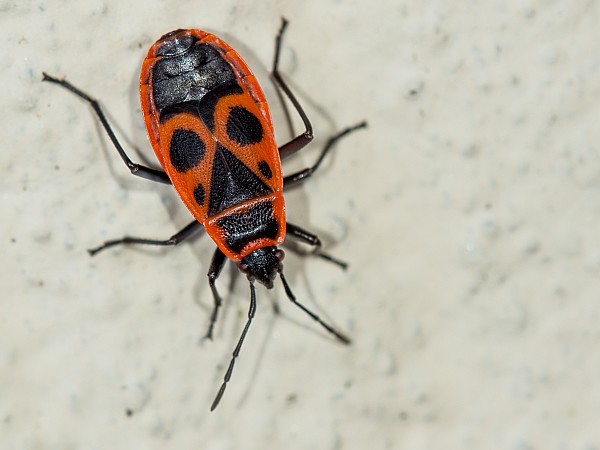 Phyrrhocoris apterus