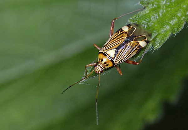 Rhabdomiris striatellus