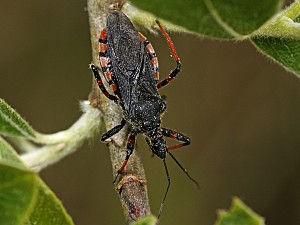 Rhynocoris annulatus