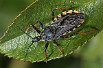 Rhynocoris annulatus