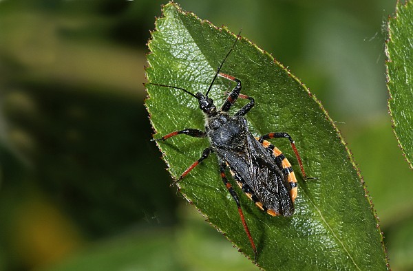 Rhynocoris annulatus