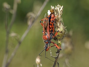 Rhynocoris iracundus