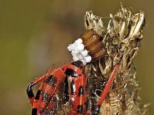 Rhynocoris iracundus