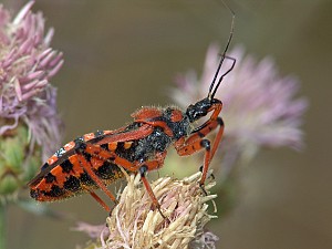 Rhynocoris iracundus