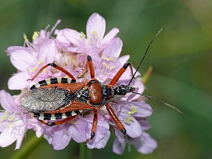 Rhynocoris iracundus