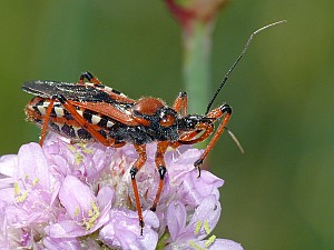 Rhynocoris iracundus