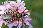 Rhynocoris iracundus